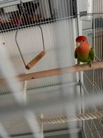 Groene dwerg papegaai te Nazareth., Dieren en Toebehoren, Vogels | Parkieten en Papegaaien, Geslacht onbekend, Papegaai