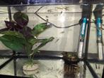 Guppy's, Dieren en Toebehoren, Vissen | Aquariumvissen