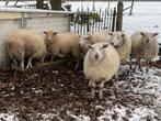 Moutons, Animaux & Accessoires, Moutons, Chèvres & Cochons, Femelle, Mouton, 0 à 2 ans