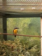 Koppel grote Kiskadee eigen kweek, Dieren en Toebehoren, Vogels | Overige Vogels, Meerdere dieren, Tropenvogel, Geringd