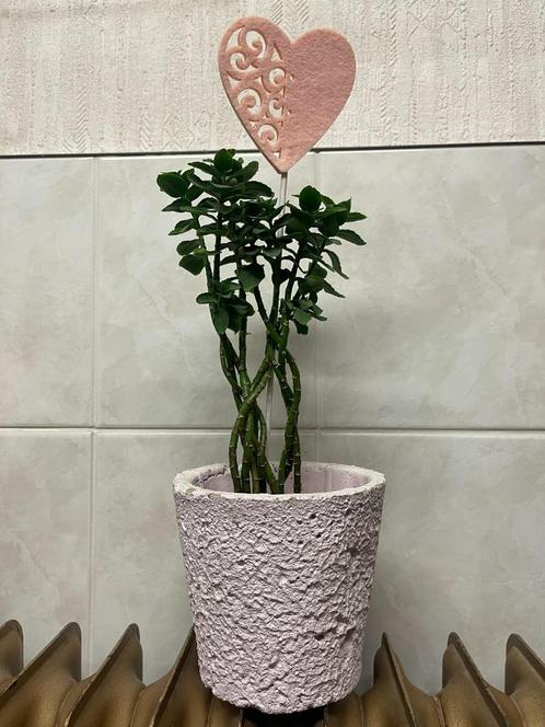 Kalanchoë vetplant, Huis en Inrichting, Kamerplanten, Vetplant, Minder dan 100 cm, Bloeiende kamerplant, In pot, Ophalen of Verzenden