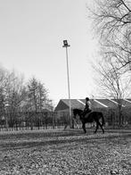 Volbloed merrie 13 jaar, Dieren en Toebehoren, Paarden, L, 160 tot 165 cm, 11 jaar of ouder, Recreatiepaard