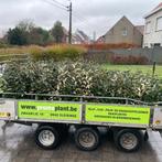 Planten en bomen aan WEGGEEF prijzen. Offerte Nodig?, Ophalen, Esdoorn