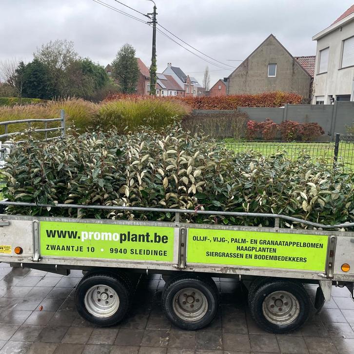 Planten en bomen aan WEGGEEF prijzen. Offerte Nodig?, Tuin en Terras, Planten | Struiken en Hagen, Esdoorn, Ophalen