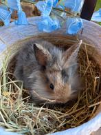 Konijnen, Dieren en Toebehoren, Konijnen, Meerdere dieren, Dwerg, 0 tot 2 jaar