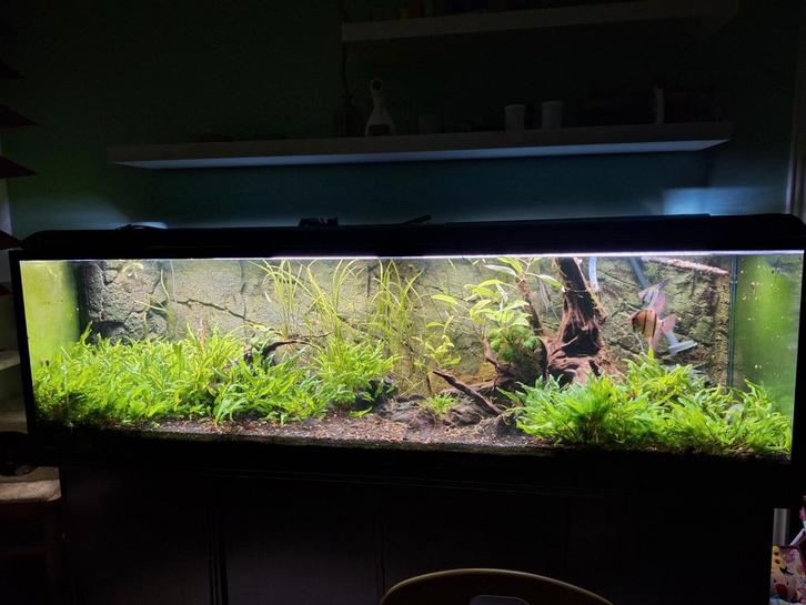 Aquarium 2 m, Dieren en Toebehoren, Vissen | Aquaria en Toebehoren, Gebruikt, Gevuld zoetwateraquarium, Ophalen
