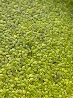 Eendenkroos  - Lemna, Dieren en Toebehoren, Ophalen of Verzenden, Nieuw, Plant(en), Steen of Hout