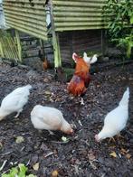 araucana hanen, Dieren en Toebehoren, Pluimvee