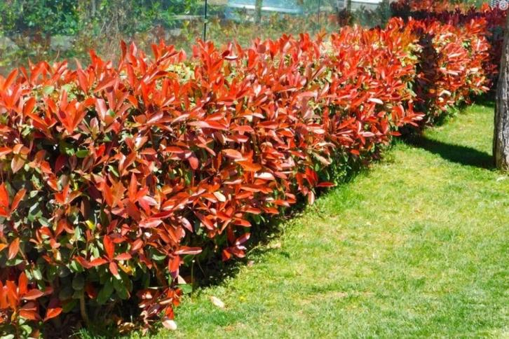 Photinia Fraseri Red Robin haagstruiken in alle maten, Tuin en Terras, Planten | Struiken en Hagen, Haag, Overige soorten, 100 tot 250 cm