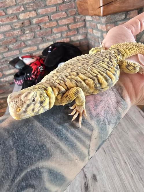 Uromastyx geyri, Dieren en Toebehoren, Reptielen en Amfibieën, Tam