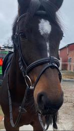 Hoofdstel Horsegear, Ophalen of Verzenden, Zo goed als nieuw