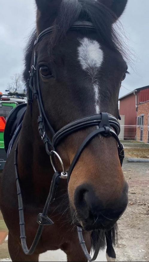 Hoofdstel Horsegear, Dieren en Toebehoren, Paarden en Pony's | Hoofdstellen en Tuigage, Zo goed als nieuw, Ophalen of Verzenden