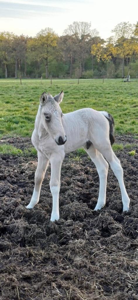 Zeer gaaf en knap valkbont D veulen, bijna jaarling!, Dieren en Toebehoren, Pony's, Hengst, Onbeleerd, D pony (1.37m tot 1.48m)