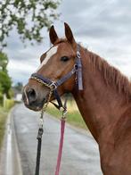 Elvis spring/dressuur hengst, Springpaard, Minder dan 160 cm, Gechipt, Hengst