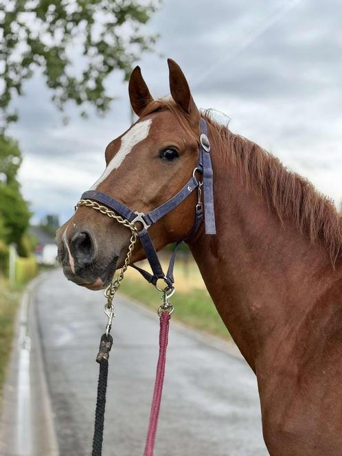 Elvis spring/dressuur hengst, Dieren en Toebehoren, Paarden, Hengst, Onbeleerd, Minder dan 160 cm, 3 tot 6 jaar, Springpaard, Met stamboom
