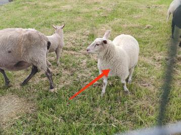 agnelle mouton swifter, Femelle, Mouton, 0 à 2 ans