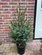 Kerstversiering kleine omorika’s te koop🌲, Tuin en Terras, Planten | Bomen, Ophalen