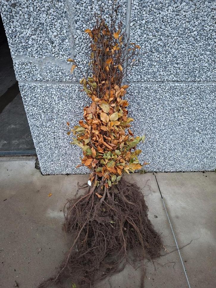 Beuk aan stuntprijzen!, Tuin en Terras, Planten | Struiken en Hagen, Taxus, Ophalen