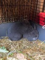 3 grijze dwergkonijntjes (rammelaars)