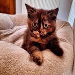 brits korthaar kitten, Dieren en Toebehoren, Meerdere dieren, Gechipt, 0 tot 2 jaar