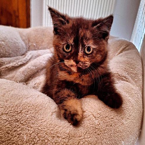 brits korthaar kitten, Dieren en Toebehoren, Katten en Kittens | Raskatten | Korthaar, Meerdere dieren, 0 tot 2 jaar, Gechipt