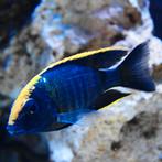 Recherche aulonocara maylandi, Animaux & Accessoires