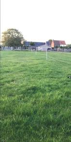 Weide en stalling aangeboden, Weidegang, 1 paard of pony