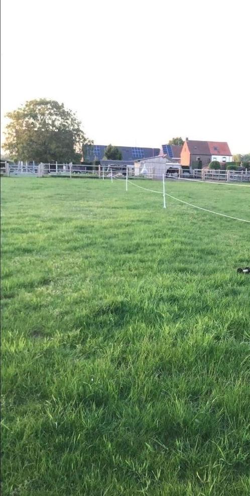 Weide en stalling aangeboden, Dieren en Toebehoren, Stalling en Weidegang, Opfok, Stalling, Weidegang, 1 paard of pony