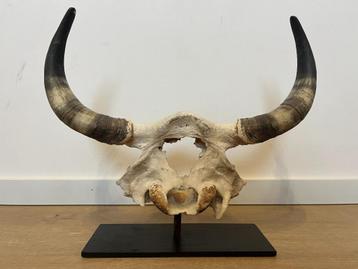Hoorns/gewei Stier/Koe/Buffel beschikbaar voor biedingen