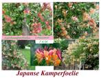 JAPANSE KAMPERFOELIE, IN POT, ZEER MOOIE PLANTEN; 7€/Stuk, Tuin en Terras, Planten | Tuinplanten, Halfschaduw, Zomer, Vaste plant