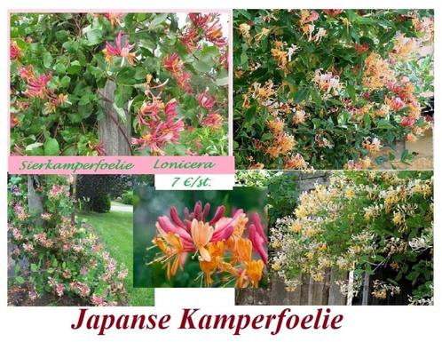 JAPANSE KAMPERFOELIE, IN POT, ZEER MOOIE PLANTEN; 7€/Stuk, Tuin en Terras, Planten | Tuinplanten, Vaste plant, Klimplanten, Halfschaduw