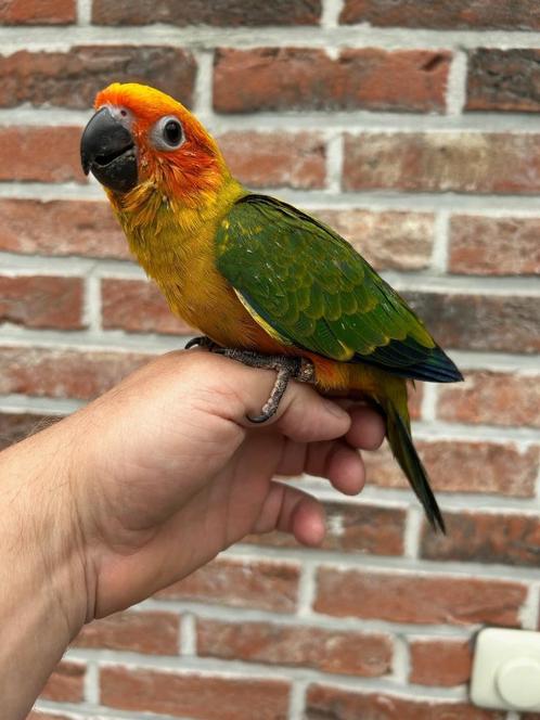 ❤️ ️️️️️️️️️️️️️️️️️️️️️️️️Tamme baby zonparkiet van 6 weke, Dieren en Toebehoren, Vogels | Parkieten en Papegaaien, Papegaai