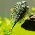 Hobbyaquarium Sewellia lineolata / algeneters, Dieren en Toebehoren, Vissen | Aquariumvissen, Zoetwatervis, Schoolvis, Vis