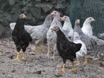 jonge leghennen andalusier en leghorn, Dieren en Toebehoren, Pluimvee, Kip