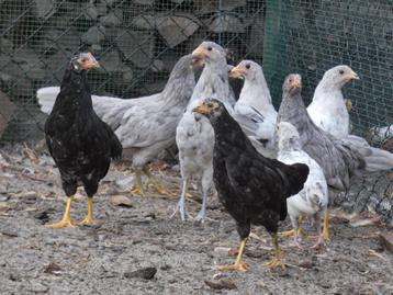 jonge leghennen andalusier en leghorn beschikbaar voor biedingen