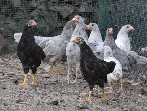 jonge leghennen andalusier en leghorn, Dieren en Toebehoren, Pluimvee, Kip