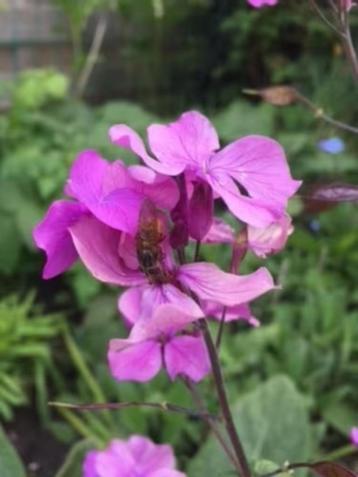 Judaspenning, achteraf mooie zaaddozen voor boeketten beschikbaar voor biedingen