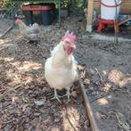 Kippen 15€/stuk Sussex, zwarte legkip, cuchin, Brahma, 1haan, Dieren en Toebehoren, Pluimvee