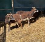 Couple de mouton saoy, Vrouwelijk, Schaap