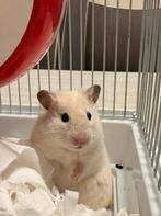 Hamster doré, Hamster, Mâle, Domestique, Novembre