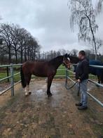 3 jaar wordende merrie v: comilfo plus vm: Lord Z, 165 à 170 cm, Avec pedigree, Ne s'applique pas, Cheval de saut