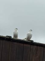 witte Pauwstaart, Dieren en Toebehoren