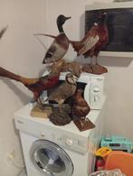 Canard farci à la taxidermie, faisan 2x, perdrix, caille