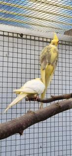 Calopsitte, Dieren en Toebehoren, Vrouwelijk