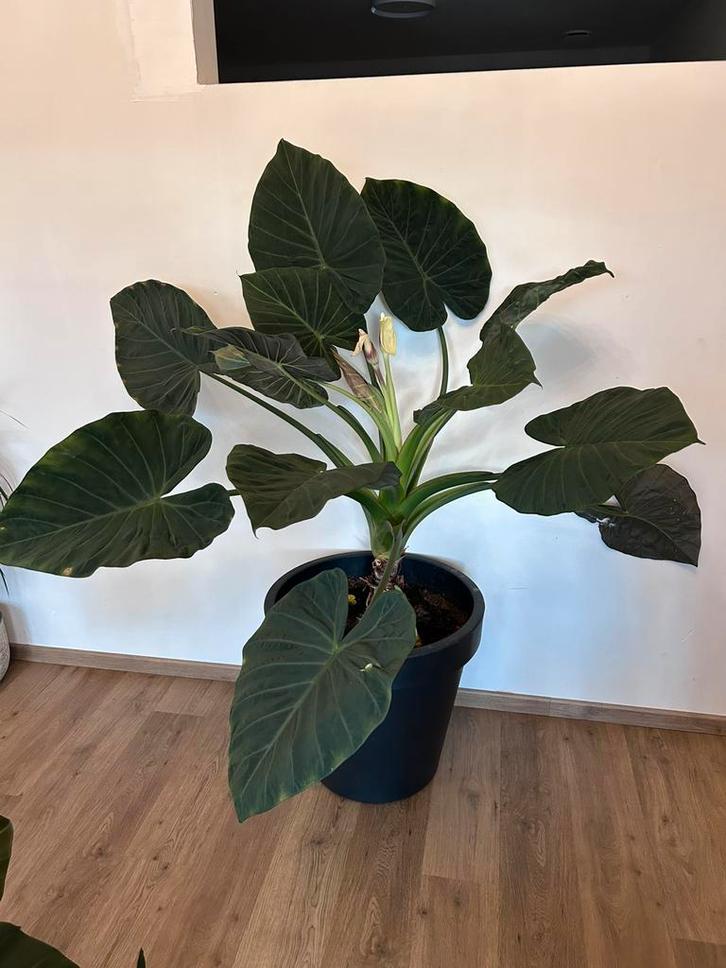 Alocasia olifantsoor groot & middel & klein met pot, Huis en Inrichting, Kamerplanten, Ophalen