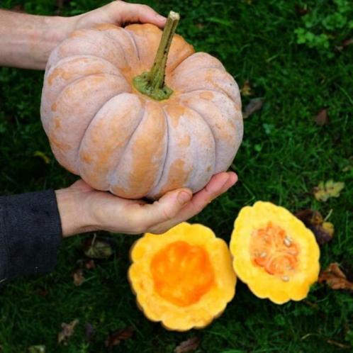 Pompoen "Kikuza", Tuin en Terras, Bloembollen en Zaden, Zaad, Voorjaar, Volle zon, Ophalen of Verzenden