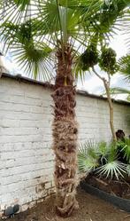 Palmier exterieur - Trachycarpus Fortunei, Tuin en Terras, Planten | Bomen, Ophalen, Palmboom
