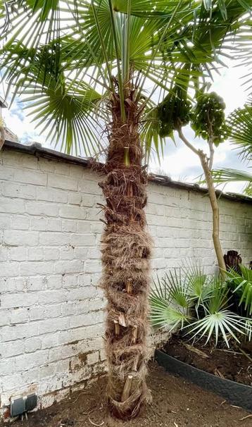 Palmier exterieur - Trachycarpus Fortunei beschikbaar voor biedingen