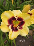 Hemerocallis nr 28, Ophalen of Verzenden