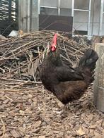 Kippen, Dieren en Toebehoren, Pluimvee
